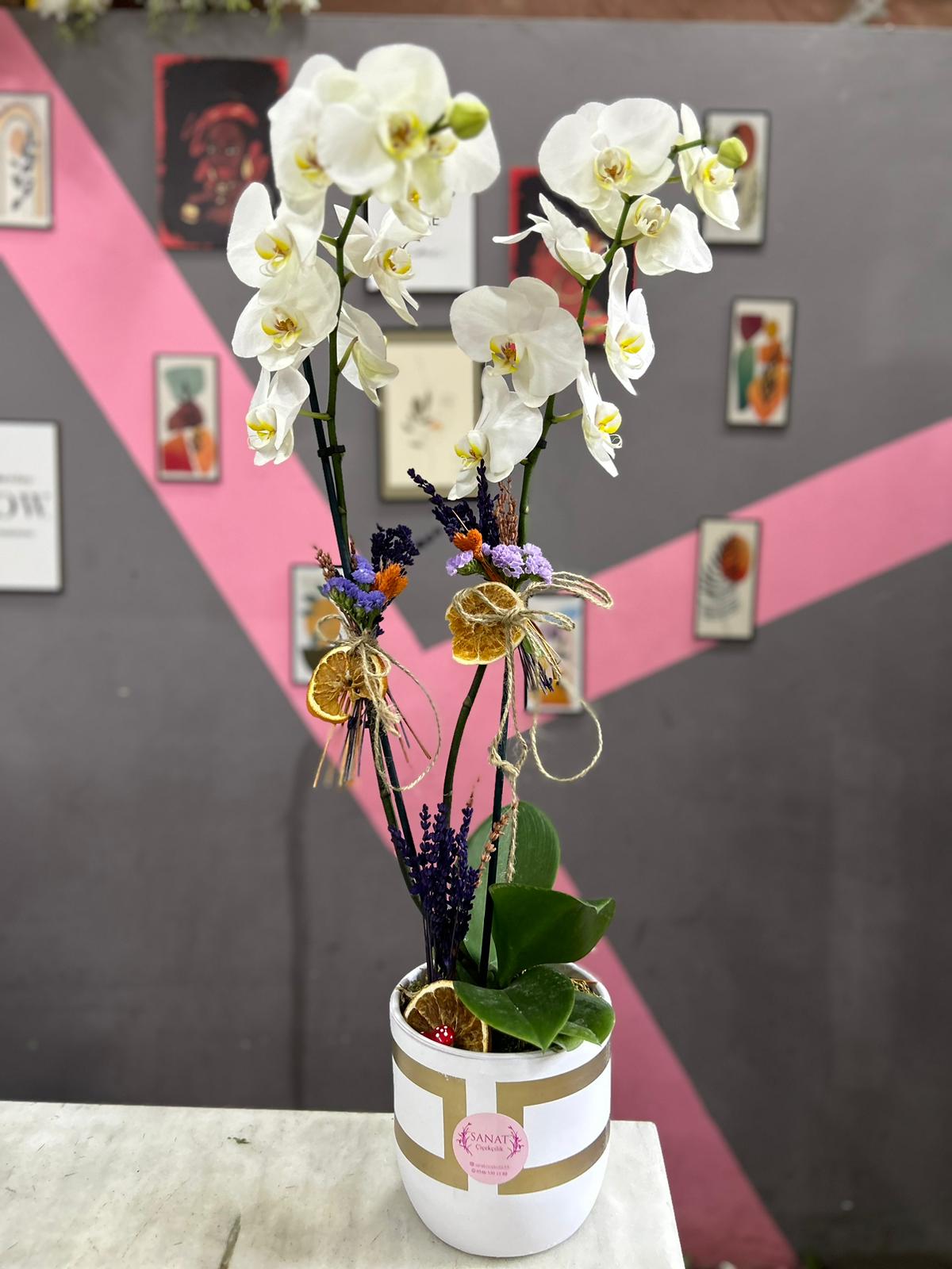 kare-cizgili-seramikte-luks-orkide-snt25