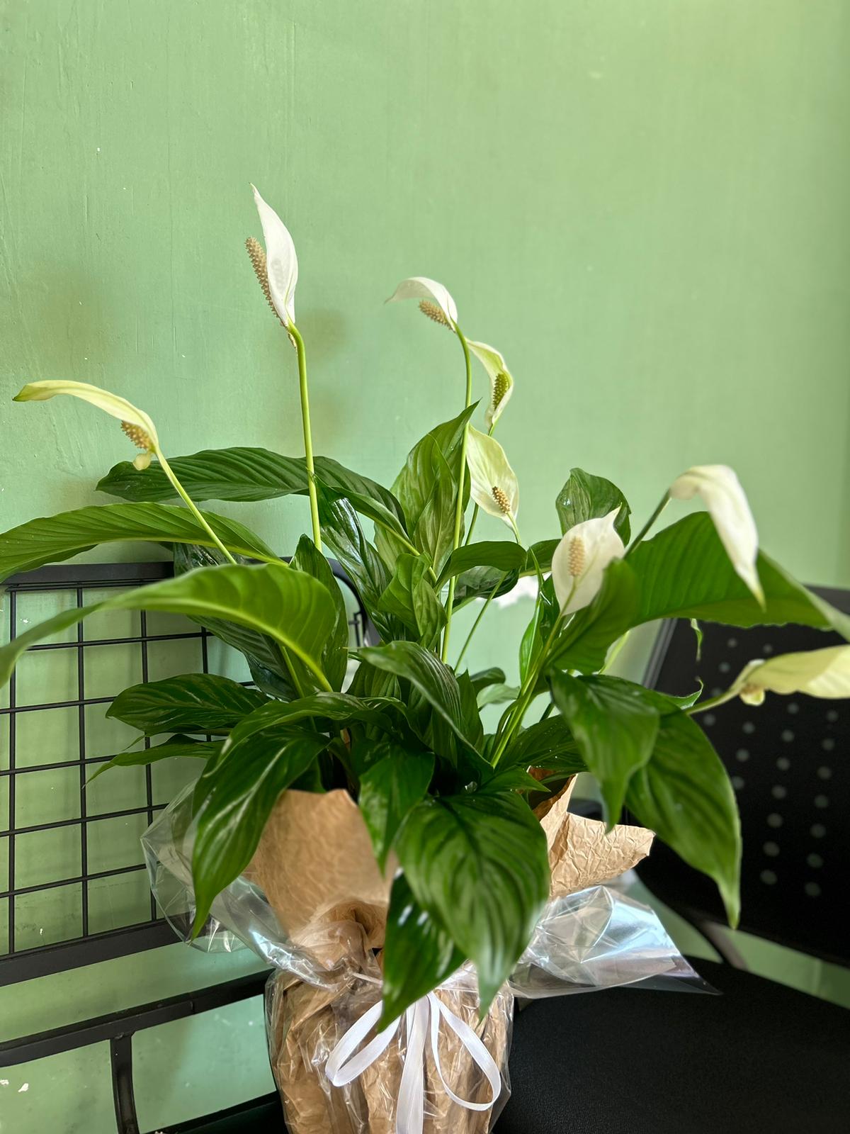 spatifilyum-baris-cicegi-snt65